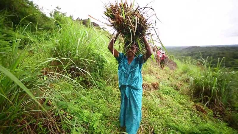 doterra óleo essencial