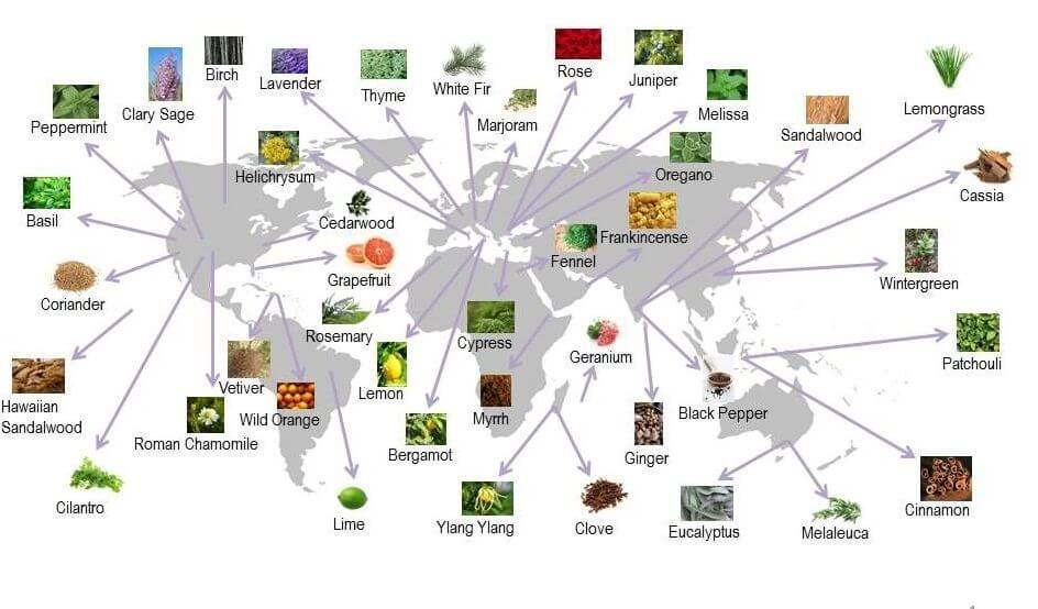 doterra Mapa OLEO ESSENCIAL Doterra