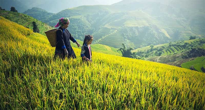 doterra óleo essencial